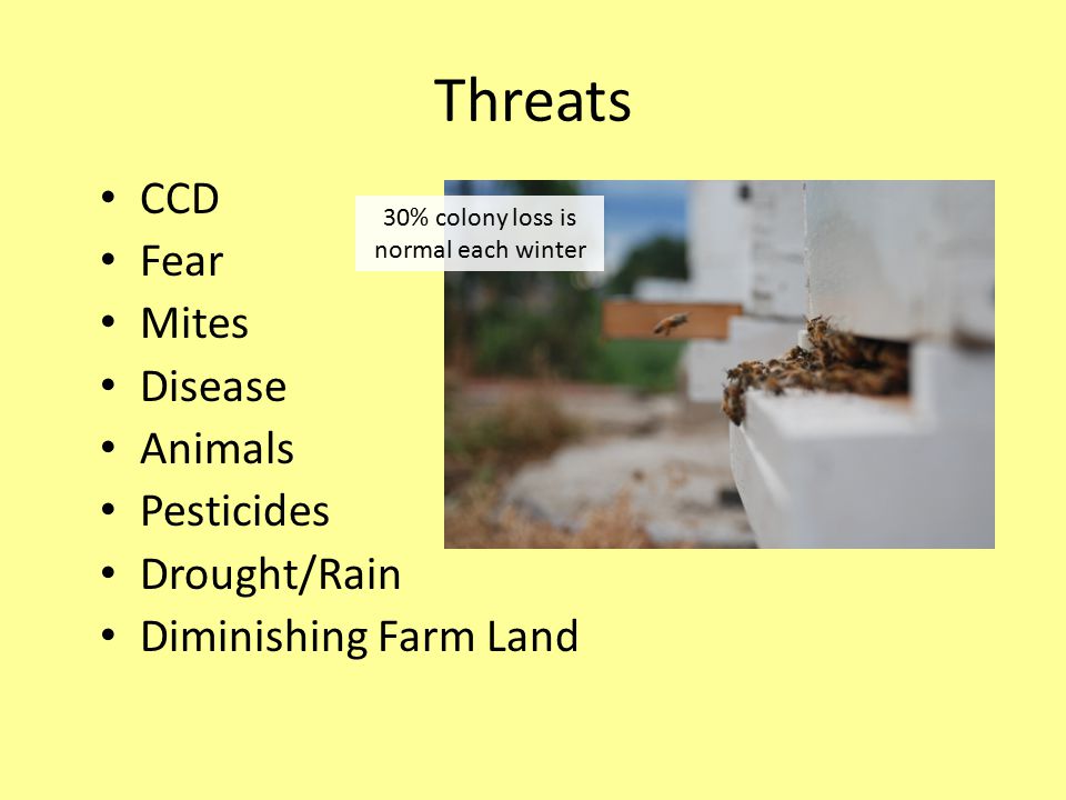 Threats CCD Fear Mites Disease Animals Pesticides Drought/Rain Diminishing Farm Land 30% colony loss is normal each winter