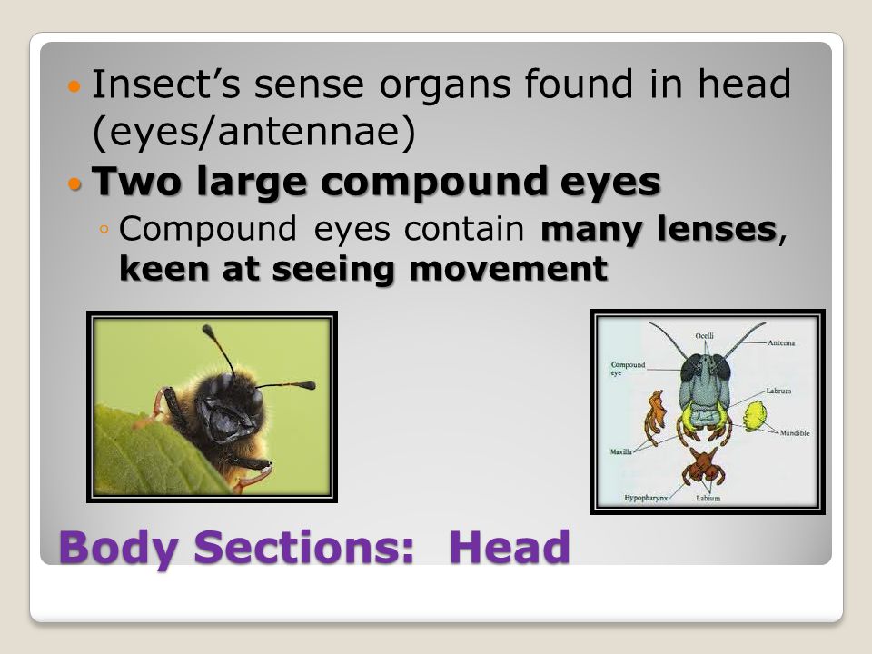Body Sections: Head Insect’s sense organs found in head (eyes/antennae) Two large compound eyes Two large compound eyes many lenses keen at seeing movement ◦Compound eyes contain many lenses, keen at seeing movement