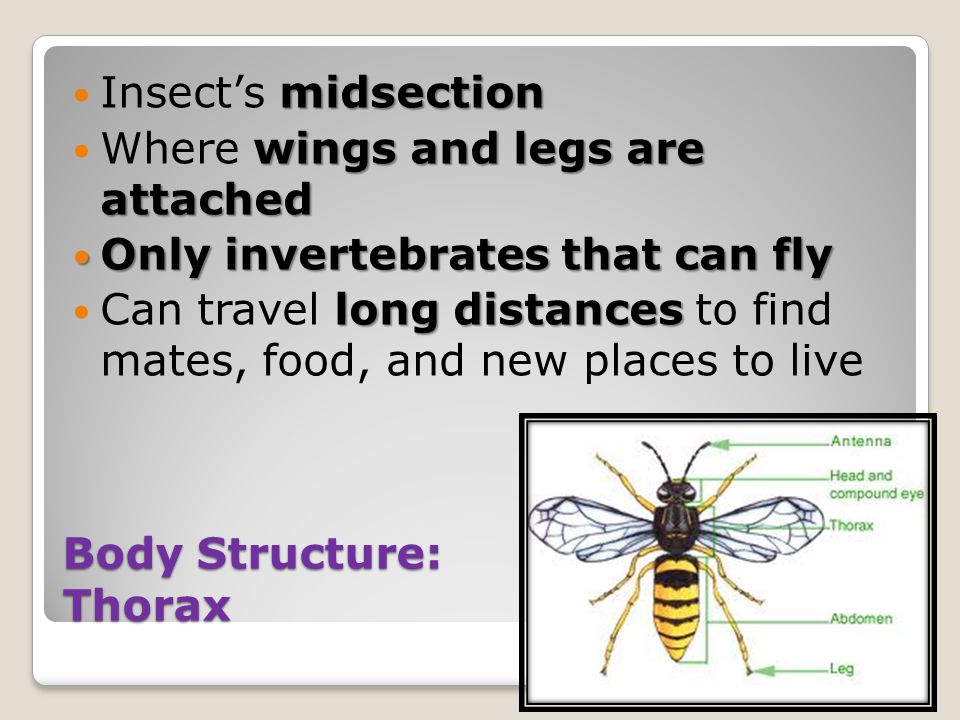 Body Structure: Thorax midsection Insect’s midsection wings and legs are attached Where wings and legs are attached Only invertebrates that can fly Only invertebrates that can fly long distances Can travel long distances to find mates, food, and new places to live