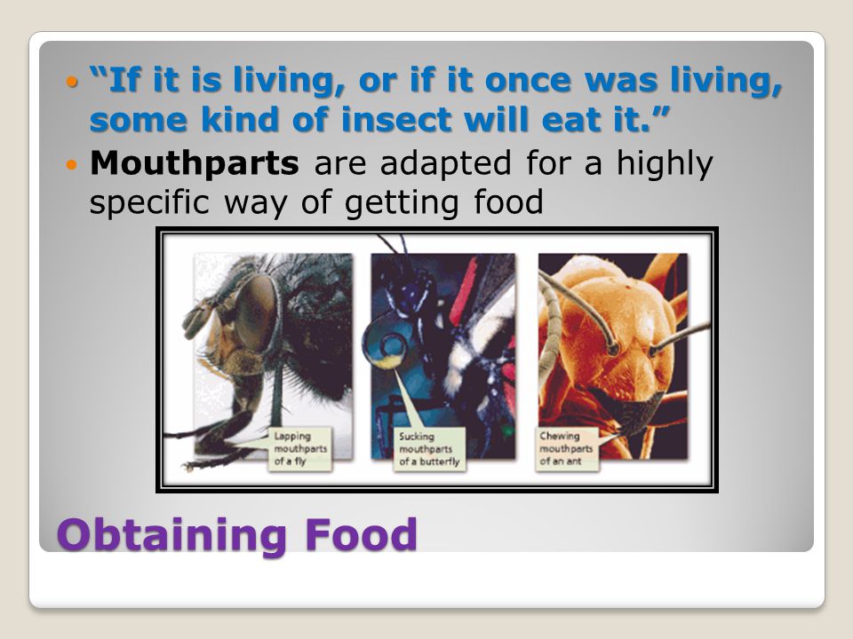 Obtaining Food If it is living, or if it once was living, some kind of insect will eat it. If it is living, or if it once was living, some kind of insect will eat it. Mouthparts are adapted for a highly specific way of getting food