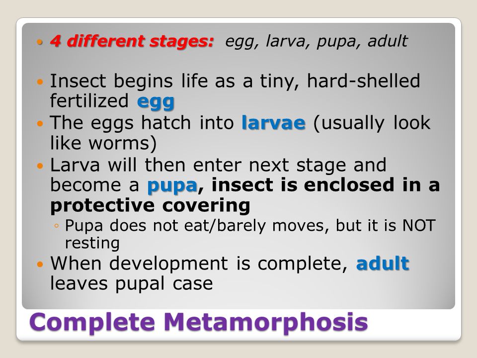 Complete Metamorphosis 4 different stages: 4 different stages: egg, larva, pupa, adult egg Insect begins life as a tiny, hard-shelled fertilized egg larvae The eggs hatch into larvae (usually look like worms) pupa Larva will then enter next stage and become a pupa, insect is enclosed in a protective covering ◦Pupa does not eat/barely moves, but it is NOT resting adult When development is complete, adult leaves pupal case