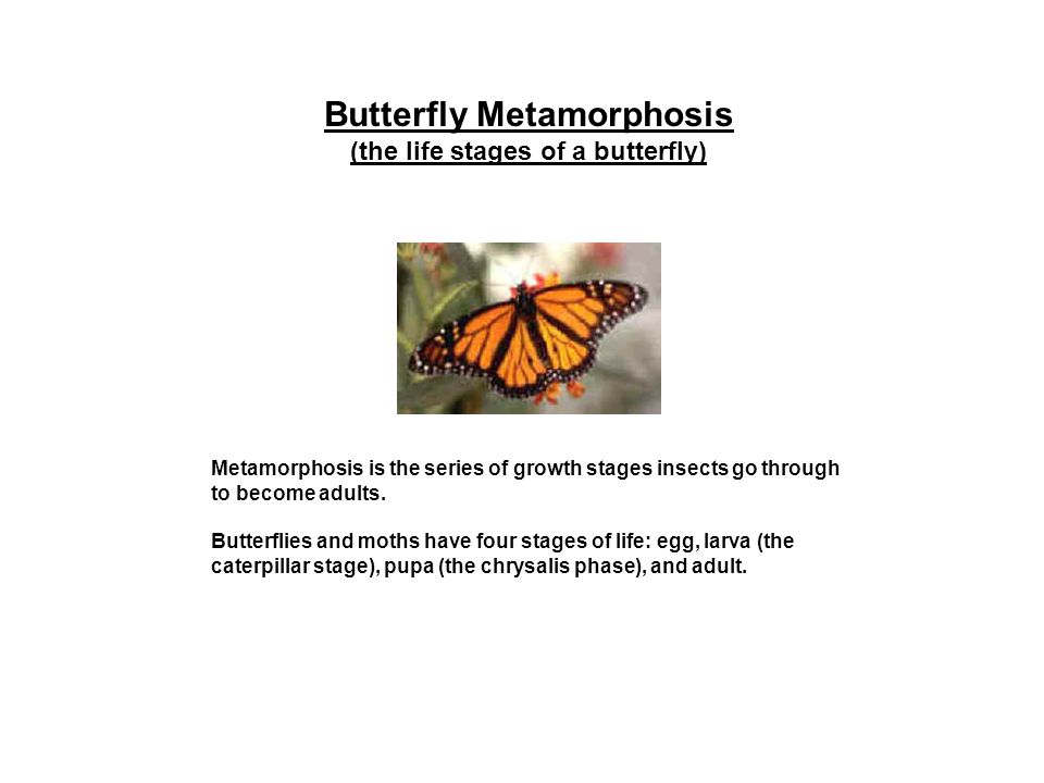 Metamorphosis is the series of growth stages insects go through to become adults.