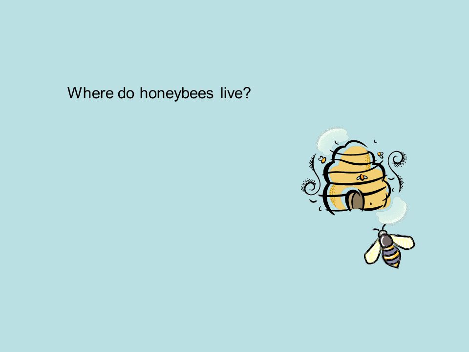 Where do honeybees live