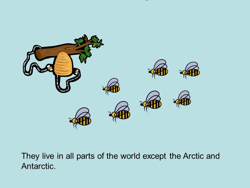 They live in all parts of the world except the Arctic and Antarctic.
