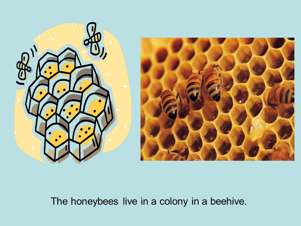 The honeybees live in a colony in a beehive.