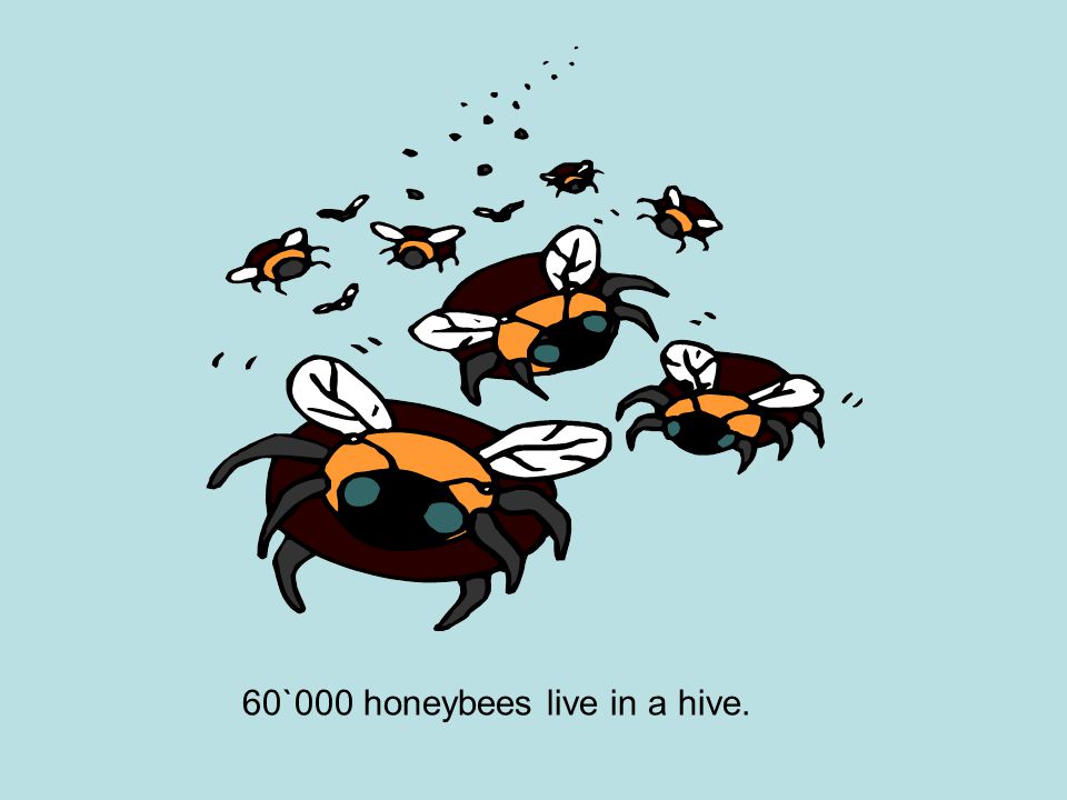 60`000 honeybees live in a hive.