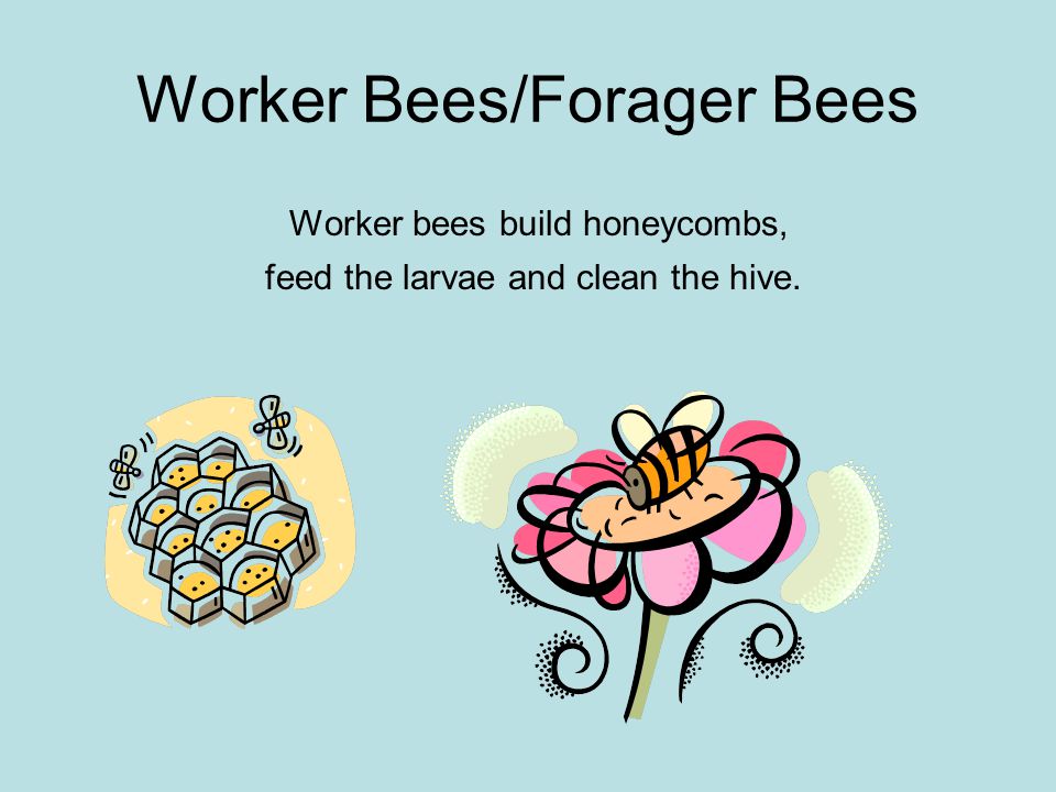 Worker Bees/Forager Bees Worker bees build honeycombs, feed the larvae and clean the hive.