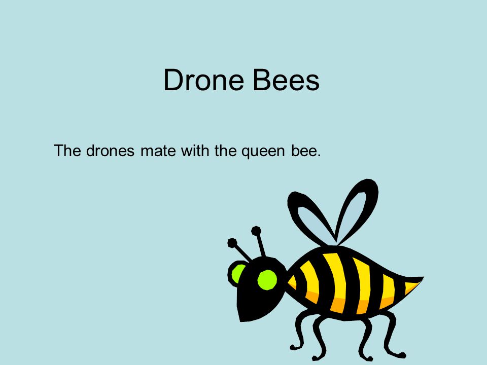 Drone Bees The drones mate with the queen bee.