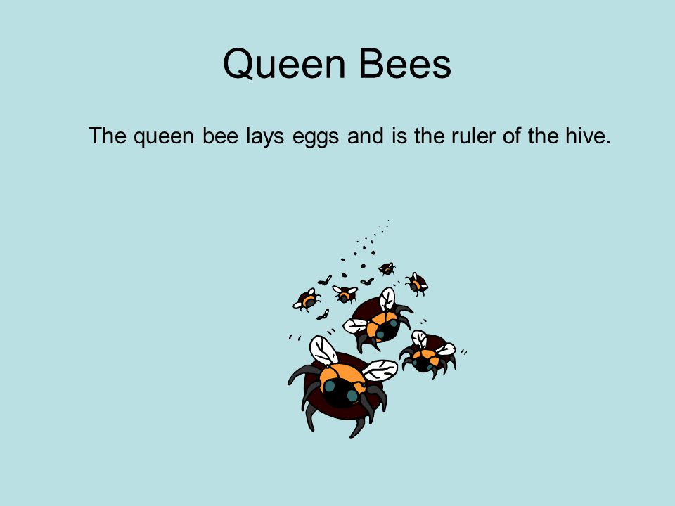 Queen Bees The queen bee lays eggs and is the ruler of the hive.