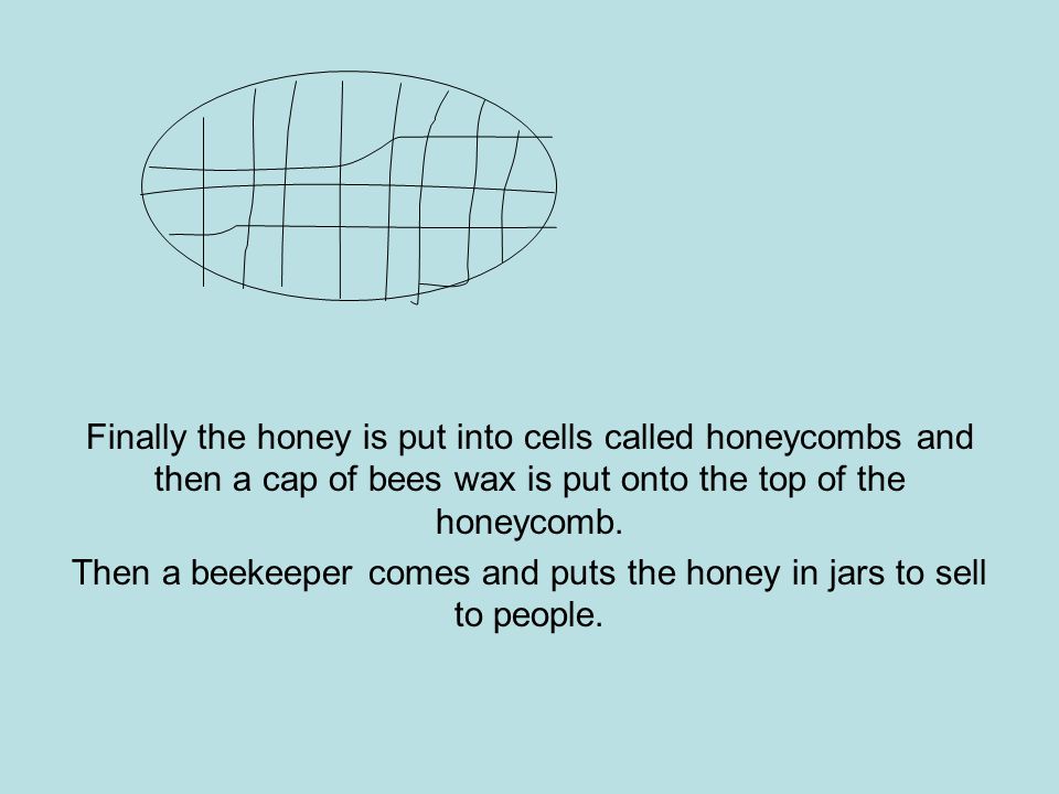 Finally the honey is put into cells called honeycombs and then a cap of bees wax is put onto the top of the honeycomb.