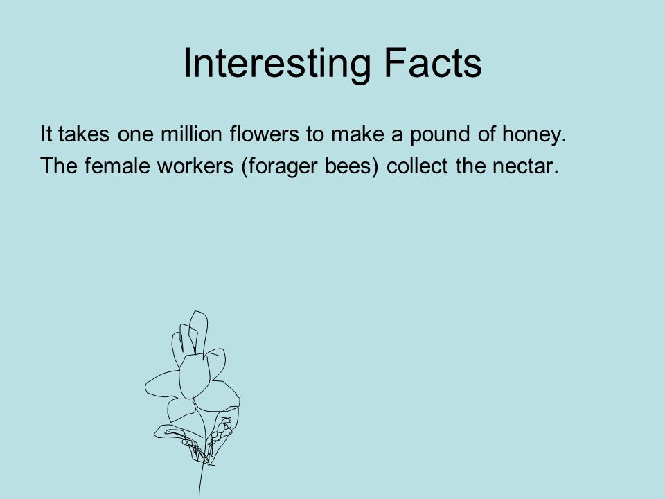 Interesting Facts It takes one million flowers to make a pound of honey.
