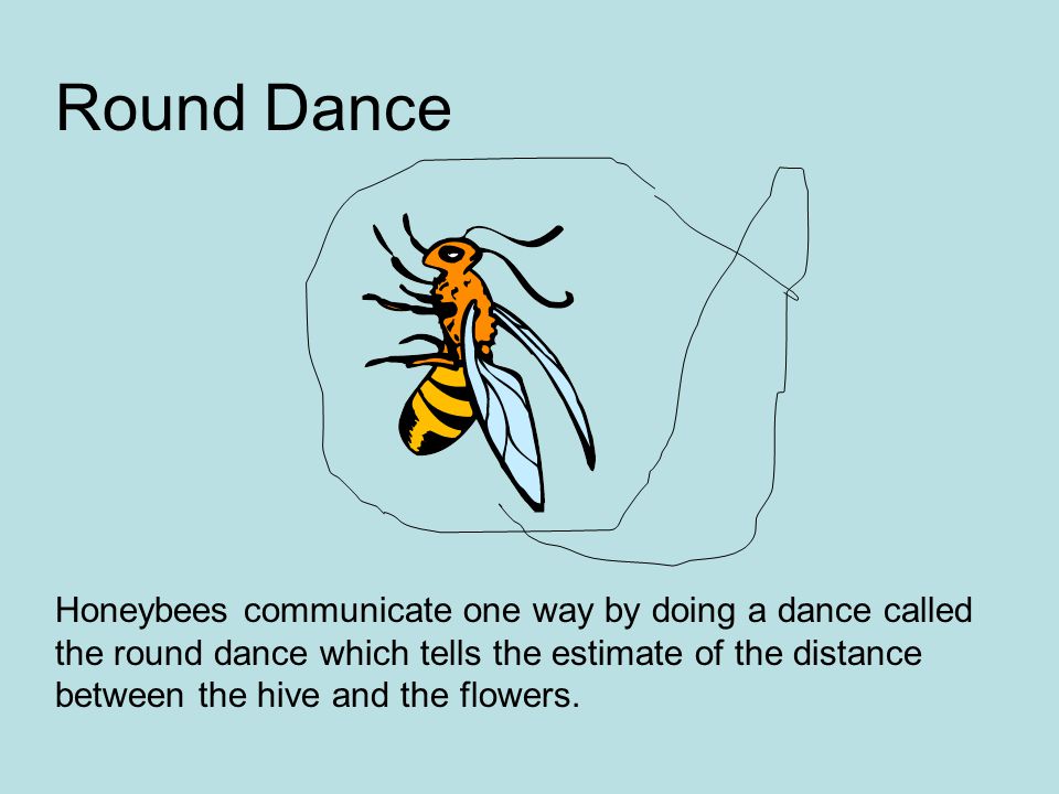Honeybees communicate one way by doing a dance called the round dance which tells the estimate of the distance between the hive and the flowers.
