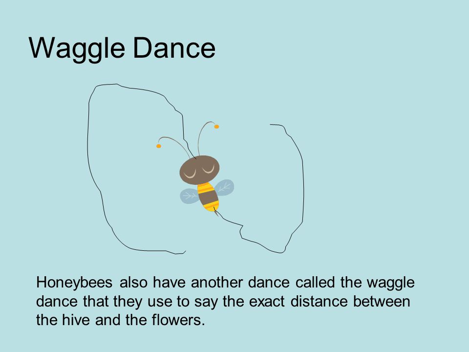 Honeybees also have another dance called the waggle dance that they use to say the exact distance between the hive and the flowers.