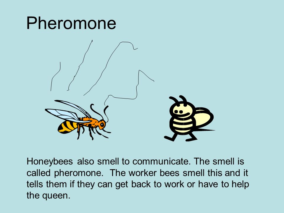 Honeybees also smell to communicate. The smell is called pheromone.