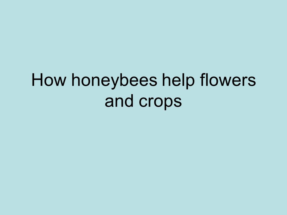 How honeybees help flowers and crops