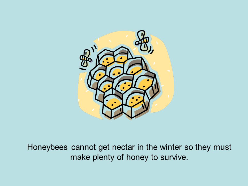 Honeybees cannot get nectar in the winter so they must make plenty of honey to survive.