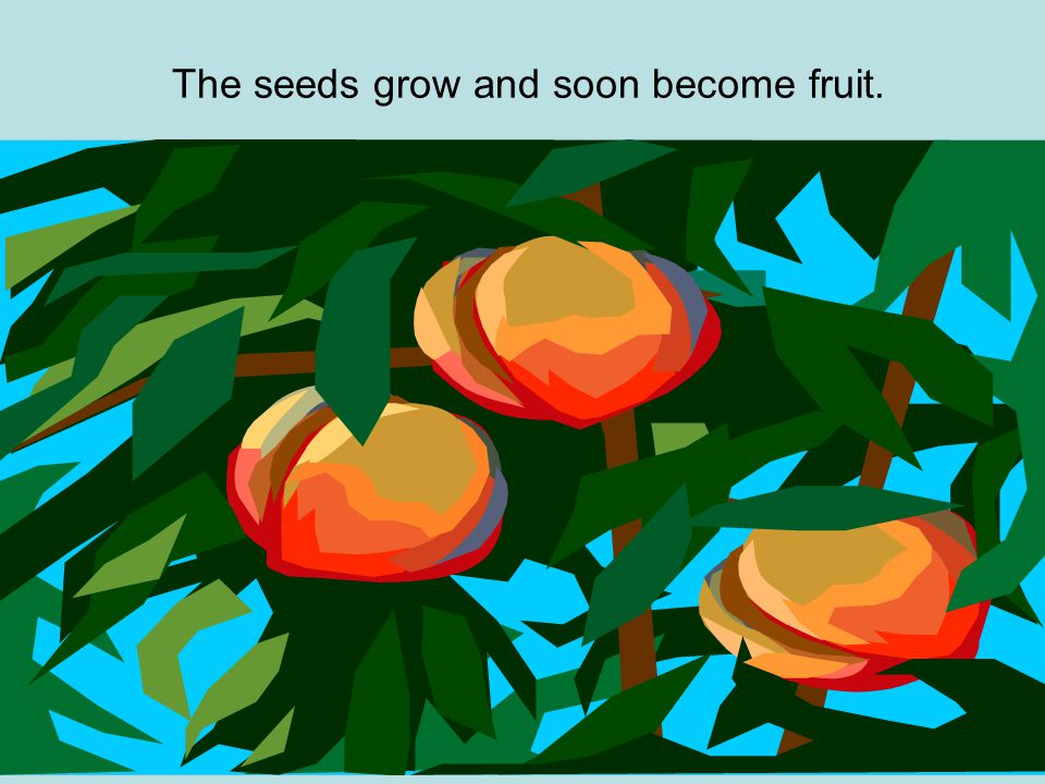 The seeds grow and soon become fruit.