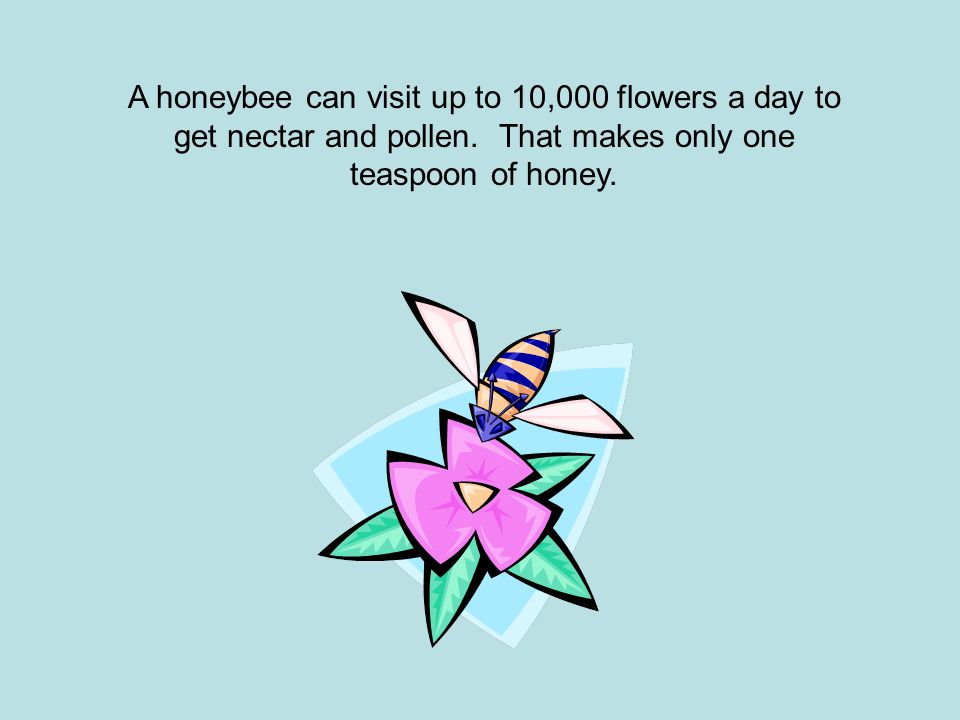 A honeybee can visit up to 10,000 flowers a day to get nectar and pollen.