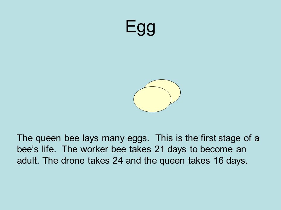 Egg The queen bee lays many eggs. This is the first stage of a bee’s life.