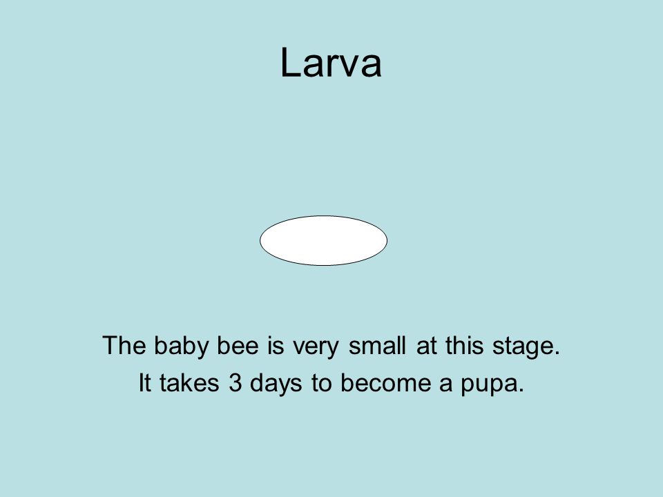 Larva The baby bee is very small at this stage. It takes 3 days to become a pupa.