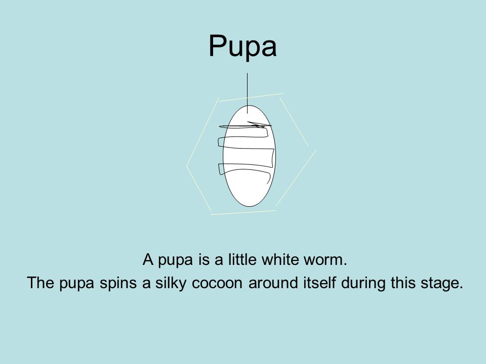 Pupa A pupa is a little white worm. The pupa spins a silky cocoon around itself during this stage.