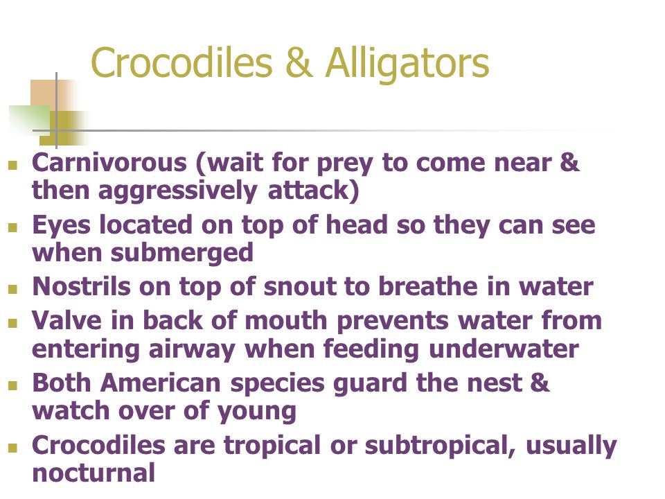 Crocodiles & Alligators Carnivorous (wait for prey to come near & then aggressively attack) Eyes located on top of head so they can see when submerged Nostrils on top of snout to breathe in water Valve in back of mouth prevents water from entering airway when feeding underwater Both American species guard the nest & watch over of young Crocodiles are tropical or subtropical, usually nocturnal