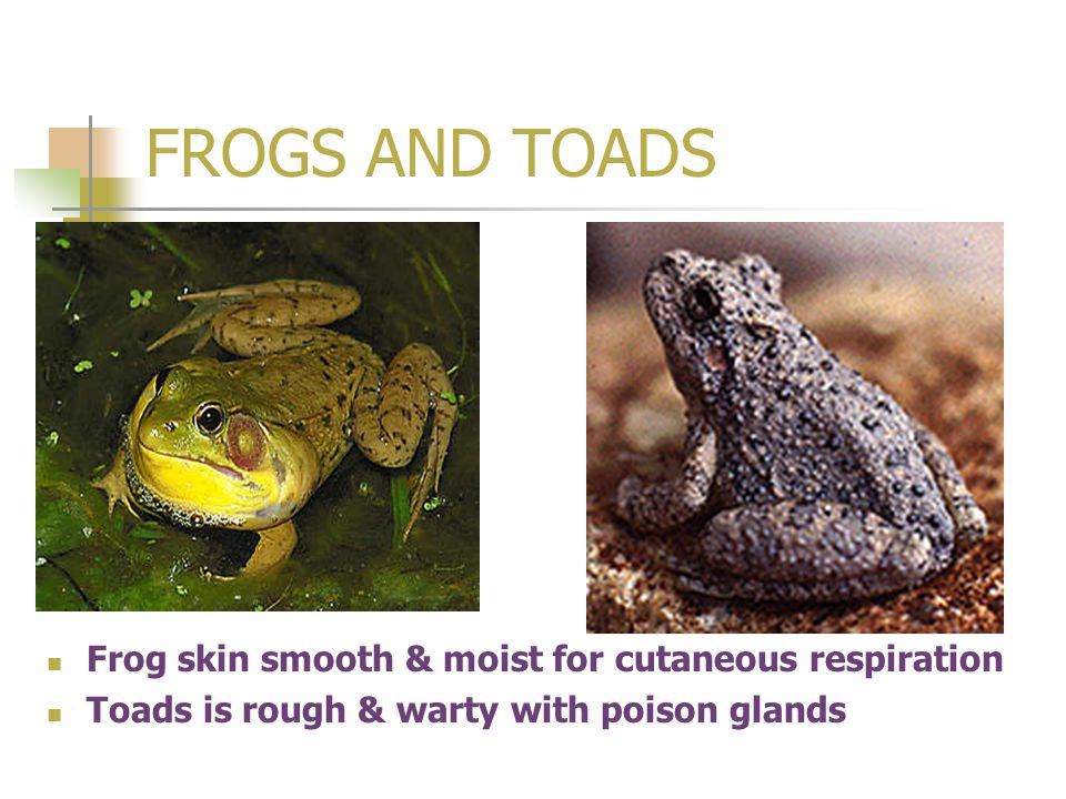 FROGS AND TOADS Frog skin smooth & moist for cutaneous respiration Toads is rough & warty with poison glands