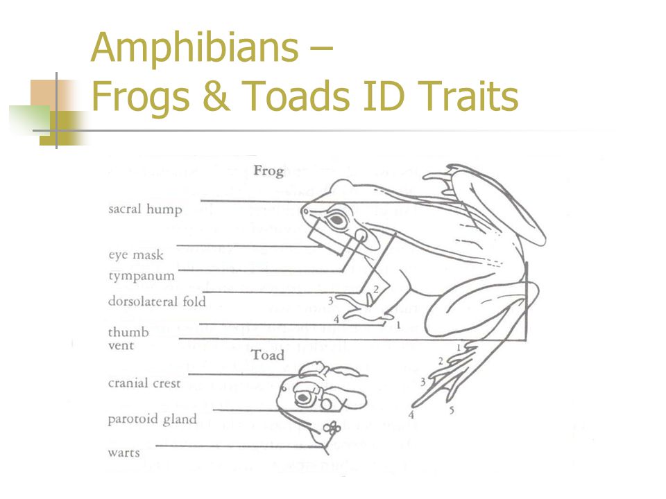 Amphibians – Frogs & Toads ID Traits