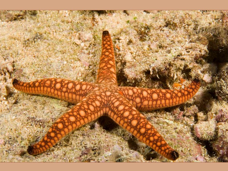 Морские звезды в каких морях. Fromia elegans. Морская звезда евастерия. Морская звезда Midgardia Xandaros.. Морские обитатели морская звезда.