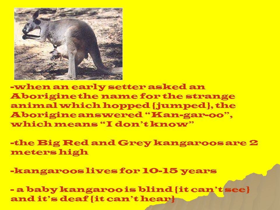 -when an early setter asked an Aborigine the name for the strange animal which hopped {jumped}, the Aborigine answered Kan-gar-oo , which means I don’t know -the Big Red and Grey kangaroos are 2 meters high -kangaroos lives for years - a baby kangaroo is blind {it can’t see} and it’s deaf {it can’t hear}