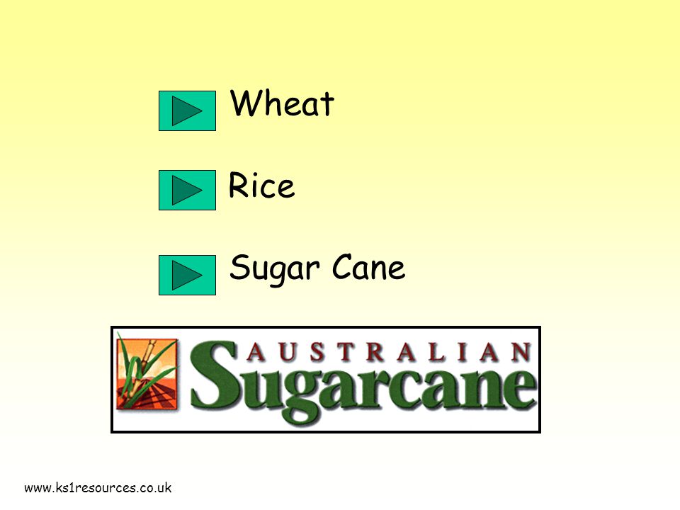 Wheat Rice Sugar Cane