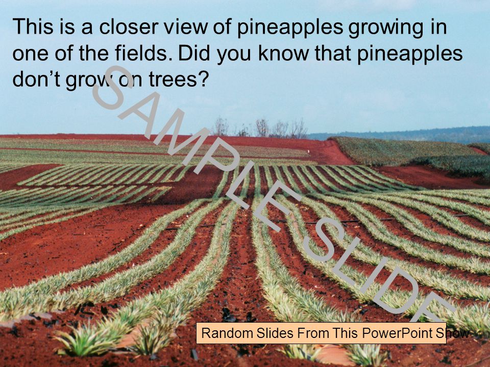 This is a closer view of pineapples growing in one of the fields.
