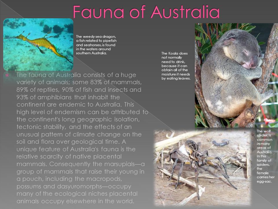  The fauna of Australia consists of a huge variety of animals; some 83% of mammals, 89% of reptiles, 90% of fish and insects and 93% of amphibians that inhabit the continent are endemic to Australia.