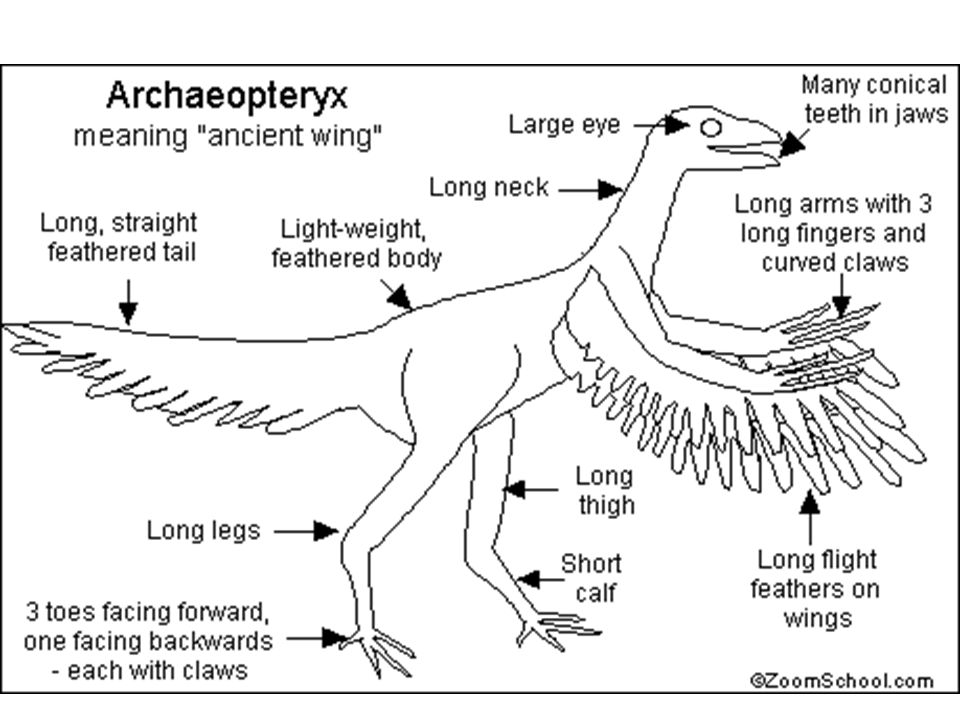 Особенности строения археоптерикса