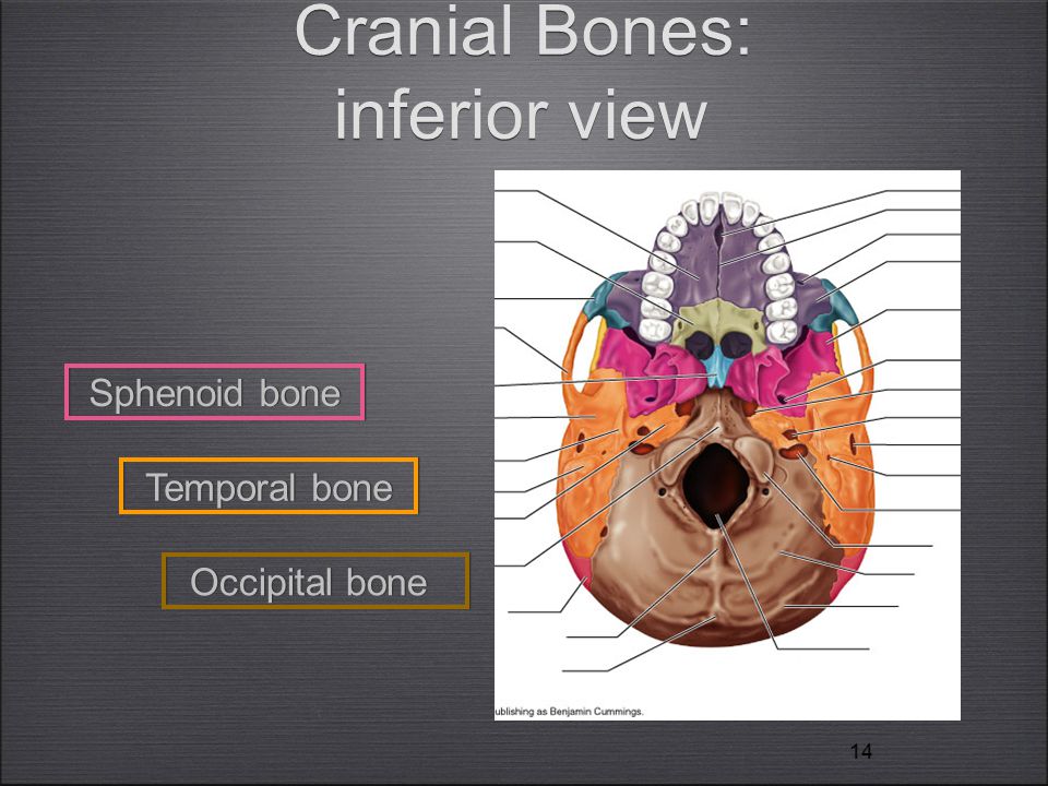 11 The Skull And Cranial Bones Terms Prominences Tuberosity Rounded Prominence Often Rough E G Maxillary Tuberosity Process Prominence Or Extension Ppt Download