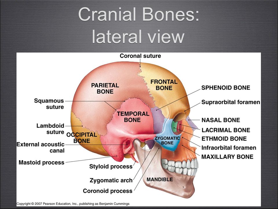 11 The Skull And Cranial Bones Terms Prominences Tuberosity Rounded Prominence Often Rough E G Maxillary Tuberosity Process Prominence Or Extension Ppt Download