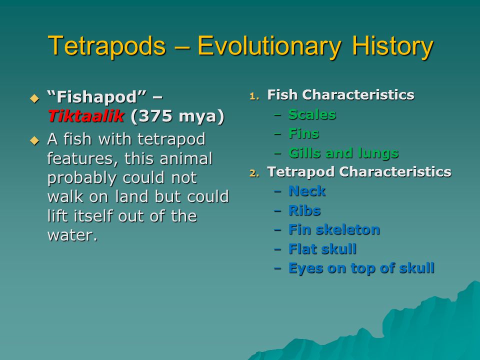 Tetrapods – Evolutionary History  Fishapod – Tiktaalik (375 mya)  A fish with tetrapod features, this animal probably could not walk on land but could lift itself out of the water.