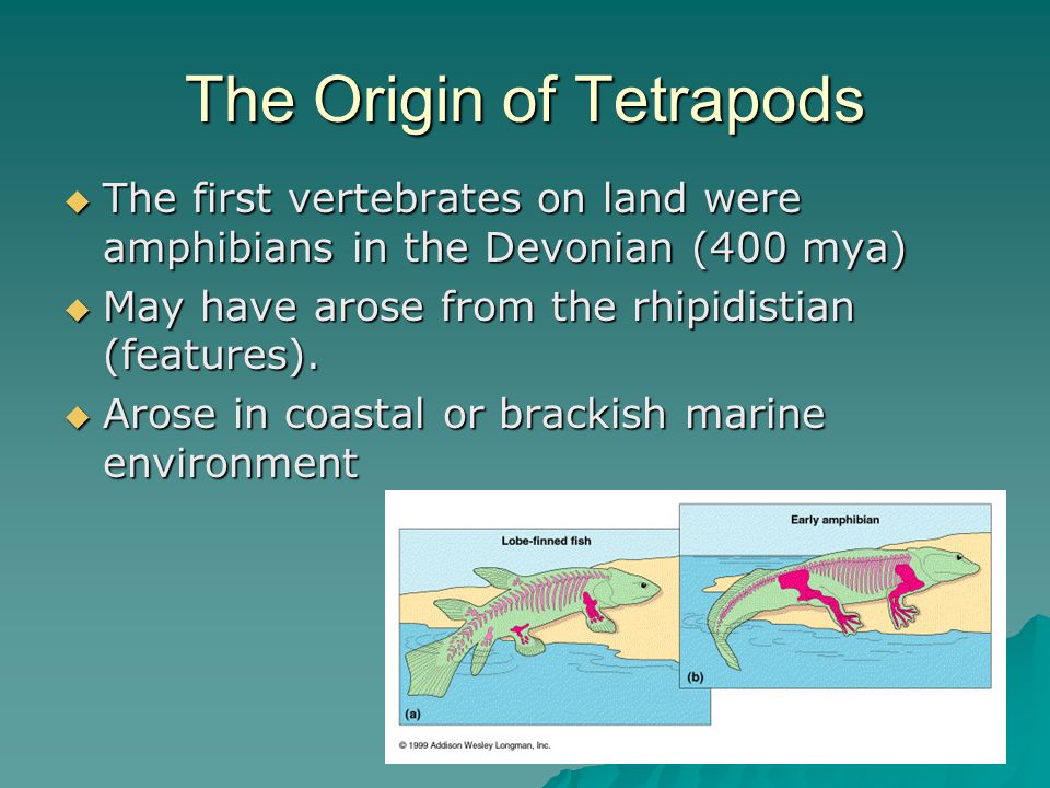 The Origin of Tetrapods  The first vertebrates on land were amphibians in the Devonian (400 mya)  May have arose from the rhipidistian (features).