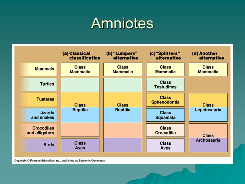 Amniotes