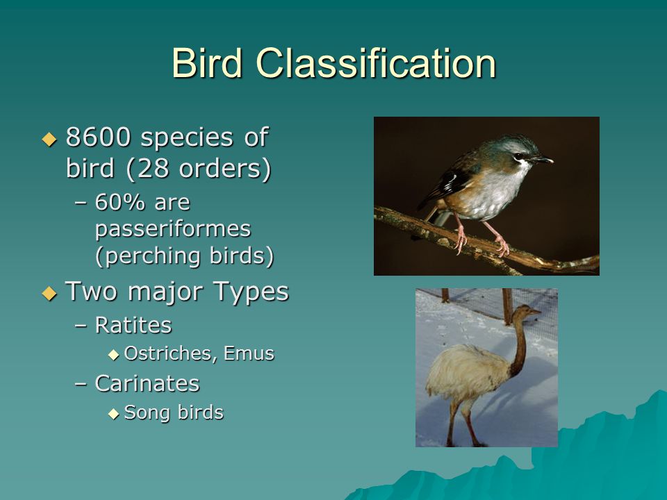 Bird Classification  8600 species of bird (28 orders) –60% are passeriformes (perching birds)  Two major Types –Ratites  Ostriches, Emus –Carinates  Song birds