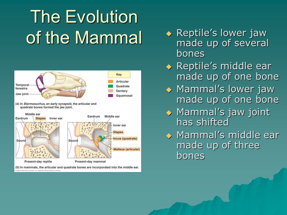 The Evolution of the Mammal  Reptile’s lower jaw made up of several bones  Reptile’s middle ear made up of one bone  Mammal’s lower jaw made up of one bone  Mammal’s jaw joint has shifted  Mammal’s middle ear made up of three bones