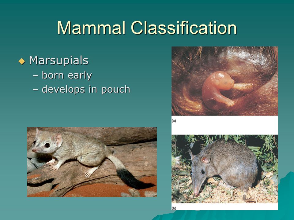Mammal Classification  Marsupials –born early –develops in pouch