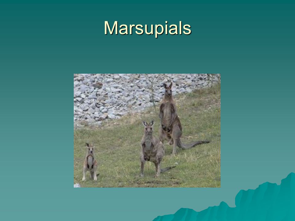 Marsupials