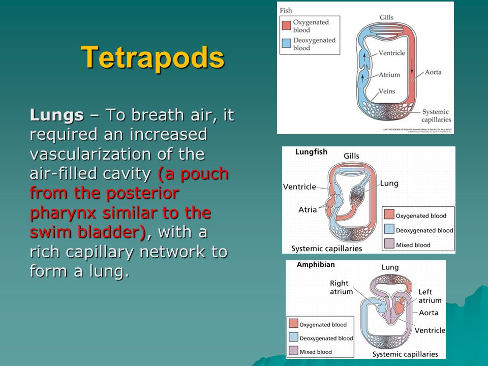 Tetrapods Lungs – To breath air, it required an increased vascularization of the air-filled cavity (a pouch from the posterior pharynx similar to the swim bladder), with a rich capillary network to form a lung.
