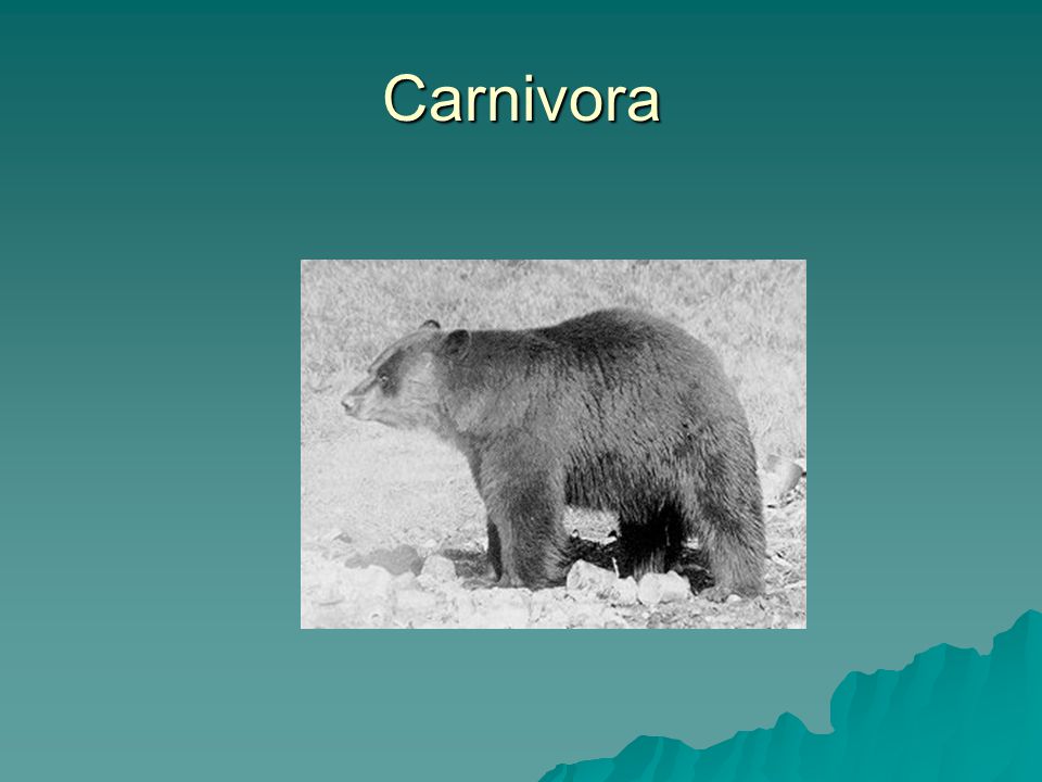 Carnivora