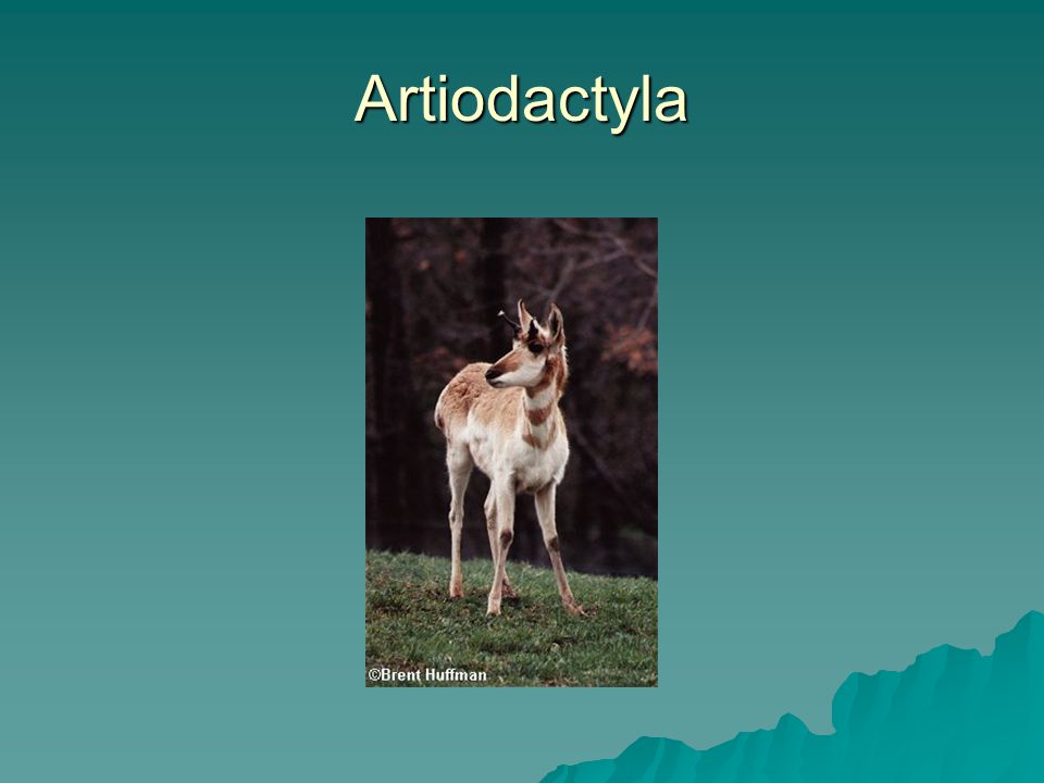 Artiodactyla