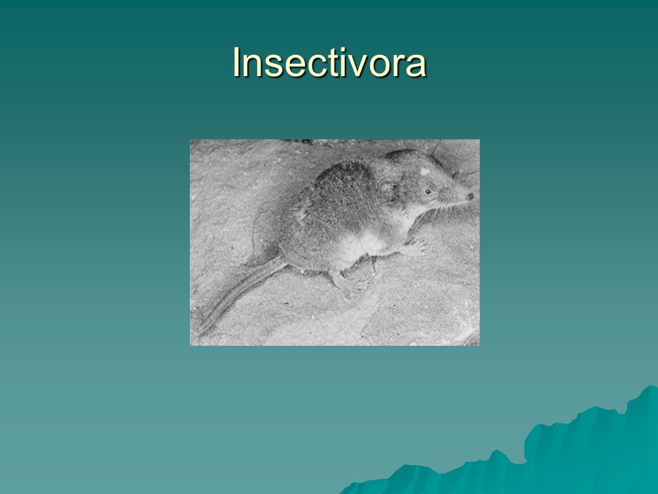 Insectivora