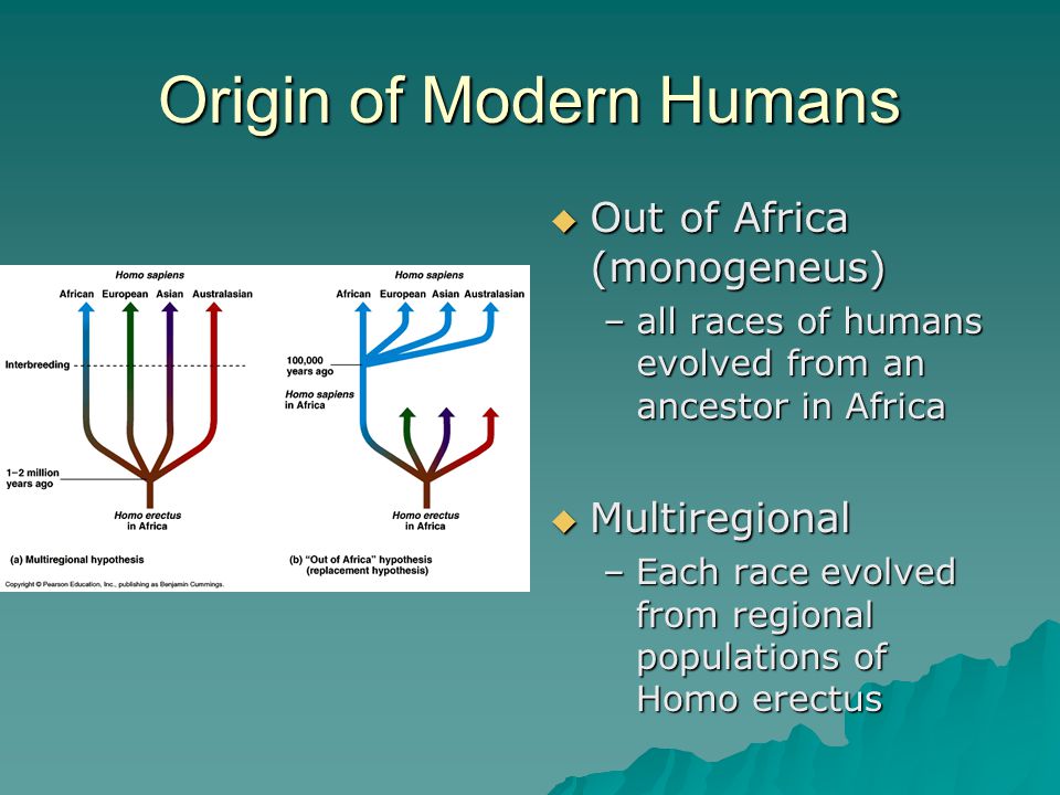 Origin of Modern Humans  Out of Africa (monogeneus) –all races of humans evolved from an ancestor in Africa  Multiregional –Each race evolved from regional populations of Homo erectus