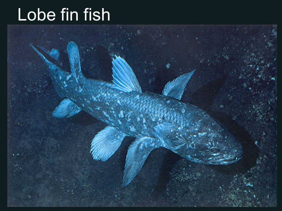Кистеперые рыбы живут. Latimeria chalumnae. Кистепёрая рыба Латимерия. Латимерия скелет. Индонезийская Латимерия.
