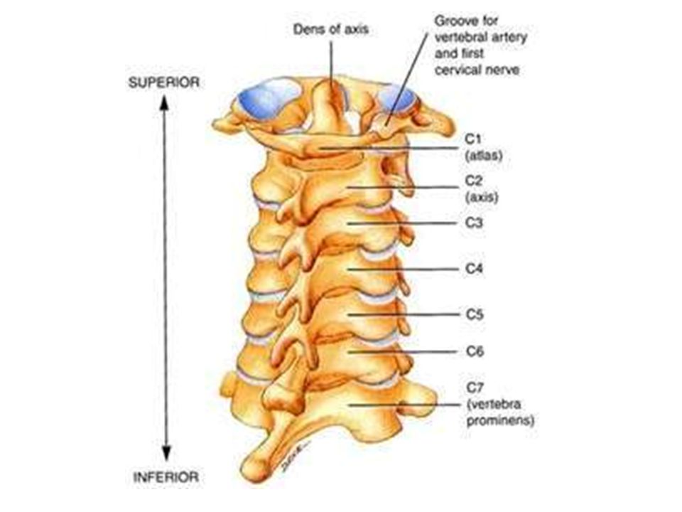 Consists of the first. Cervical root. Secondt cervical vertebra Axis.